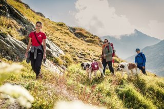 Au départ du col du Grand-Saint-Bernard, il est possible d'effectuer une randonnée avec les mythiques chiens.